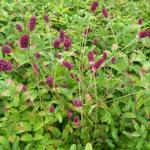 Sanguisorba officinalis 'Red Thunder' - Pimpernel