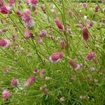 Sanguisorba tenuifolia 'Pink Elephant' - Pimpernel - Sanguisorba tenuifolia 'Pink Elephant'