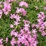 Saponaria 'Bressingham' - Zeepkruid - Saponaria 'Bressingham'