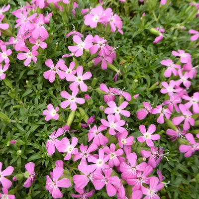 Saponaria 'Bressingham' - Zeepkruid