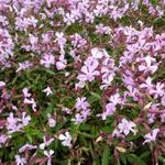 Saponaria lempergii 'Max Frei' - Zeepkruid - Saponaria lempergii 'Max Frei'