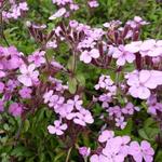 Saponaria ocymoides - Zeepkruid - Saponaria ocymoides