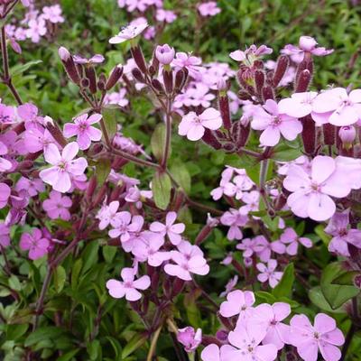 Saponaria ocymoides - Zeepkruid