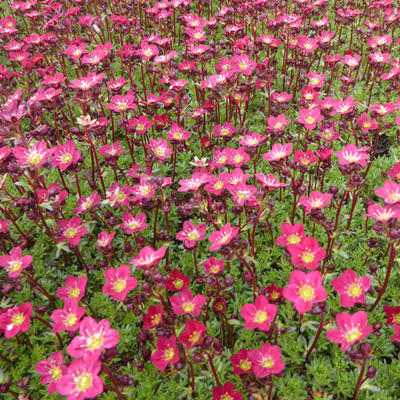 Saxifraga x arendsii 'Peter Pan' (Mossy Group) - Mossteenbreek