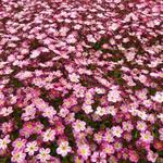 Saxifraga x arendsii 'Pixie Pink' - Steenbreek