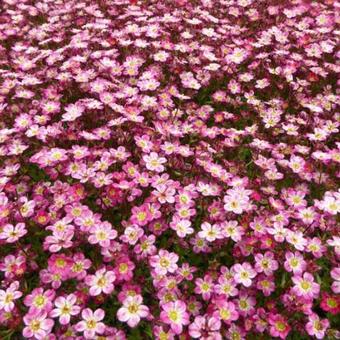 Saxifraga x arendsii 'Pixie Pink'