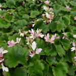 Saxifraga cortusifolia 'Cheap Confections' - Steenbreek