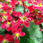 Saxifraga fortunei 'Beni Tsukasa' - Steenbreek