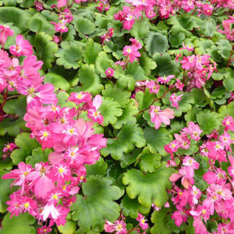 Saxifraga fortunei 'Gokka'