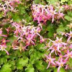 Saxifraga fortunei 'Sugar Plum Fairy' - Steenbreek