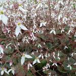 Saxifraga stolonifera 'Cuscutiformis' - Moederplantje