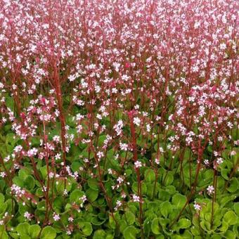 Saxifraga umbrosa