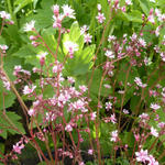 Saxifraga x urbium 'Clarence Elliot' - Steenbreek, Schildersverdriet