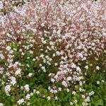 Saxifraga x urbium 'Aureopunctata' - Steenbreek, Schildersverdriet