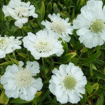 Scabiosa caucasica 'Alba'