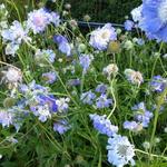 Scabiosa caucasica 'Clive Greaves' - Duifkruid - Scabiosa caucasica 'Clive Greaves'