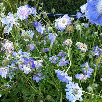 Duifkruid - Scabiosa caucasica 'Clive Greaves'