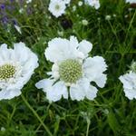 Scabiosa caucasica 'Miss Willmott - Duifkruid, schurftkruid - Scabiosa caucasica 'Miss Willmott