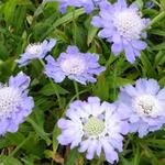 Duifkruid, schurftkruid - Scabiosa caucasica 'Perfecta'