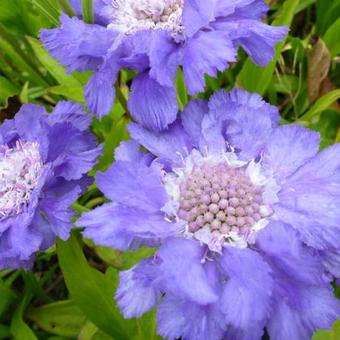 Scabiosa caucasica 'Stäfa'