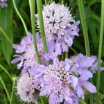 Duifkruid / Schurftkruid - Scabiosa columbaria