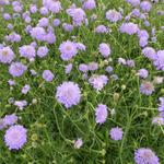 Scabiosa columbaria 'Butterfly Blue' - Duifkruid