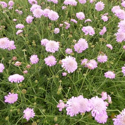 Scabiosa columbaria 'Pink Mist' - Duifkruid / Schurftkruid