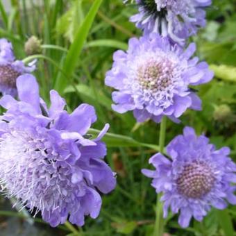 Scabiosa japonica var. alpina