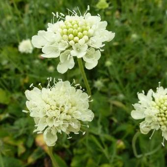 Scabiosa ochroleuca 'Moon Dance'