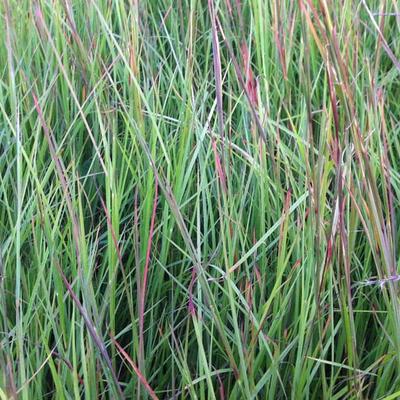 Schizachyrium scoparium  - Klein prairiegras