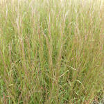 Schizachyrium scoparium 'Cairo' - Kleine prairiegras