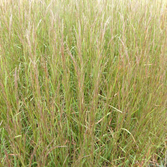 Schizachyrium scoparium 'Cairo'