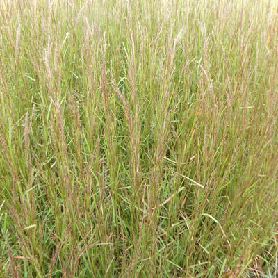 Kleine prairiegras - Schizachyrium scoparium 'Cairo'