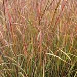 Schizachyrium scoparium 'Explosion' - Klein prairiegras