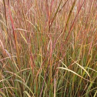 Schizachyrium scoparium 'Explosion'