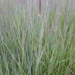 Schizachyrium scoparium 'Prairie Blues' - Klein prairiegras - Schizachyrium scoparium 'Prairie Blues'