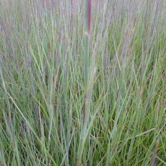 Schizachyrium scoparium 'Prairie Blues'