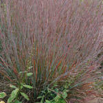 Schizachyrium scoparium 'Standing Ovation' - Klein prairiegras