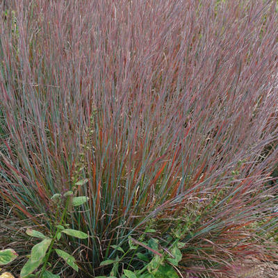 Klein prairiegras - Schizachyrium scoparium 'Standing Ovation'