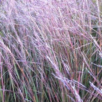 Schizachyrium scoparium 'Wildwest'