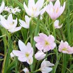 Hesperantha coccinea f. alba - Kafferlelie - Hesperantha coccinea f. alba