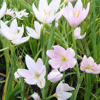 Hesperantha coccinea f. alba - Kafferlelie