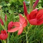 Hesperantha coccinea 'Major' - Kafferlelie - Hesperantha coccinea 'Major'