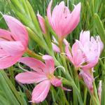 Hesperantha coccinea 'Mrs Hegarty' - Kafferlelie