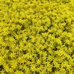 Sedum acre - Muurpeper