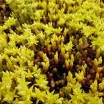 Sedum acre 'Yellow Queen' - Muurpeper