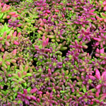 Sedum album 'Coral Carpet' - Witte muurpeper