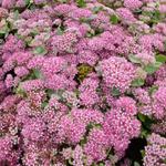 Sedum 'Abbeydore' - Vetkruid