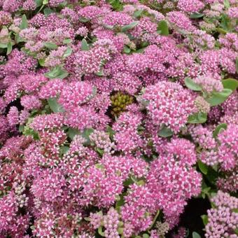 Sedum 'Abbeydore'