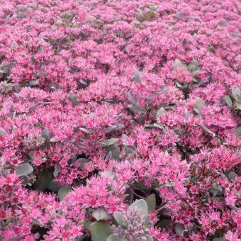 Sedum 'Bertram Anderson'